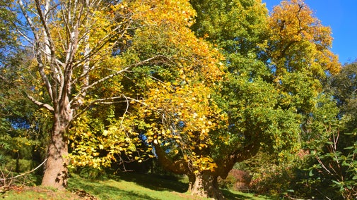 Tulip Tree, autumn